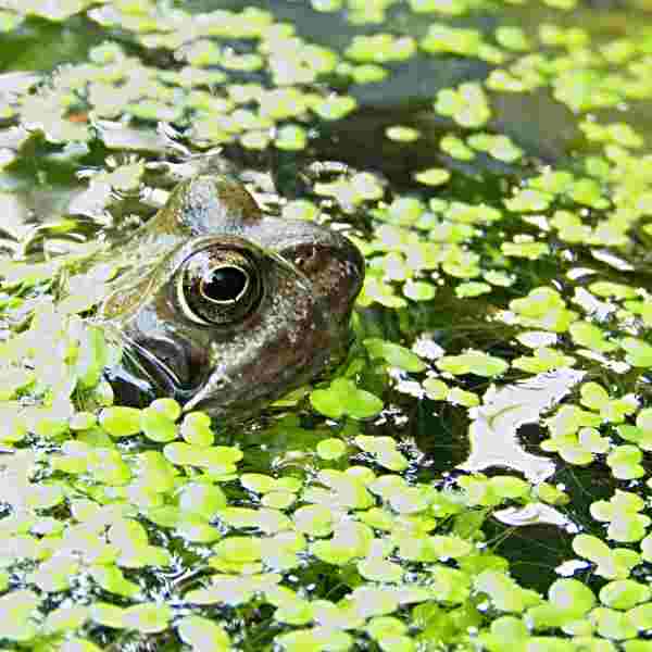 Photo of frog in pond